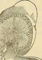 An illustration from Human science or phrenology. Its principles, proofs, faculties, organs, temperaments, combinations, conditions, teachings, philosophies, etc., etc. as applied to health. Its value, laws, functions, organs, means, preservation, restoration, etc. Mental philosophy, human and self improvement, civilization, home country, commerce rights, duties, ethics, etc. God, His existence, attributes, laws, worship, natural theology, etc. Immortality, its evidences, conditions, relations to time, rewards, punishments, sin, faith, prayer, etc. Intellect, memory, juvenile and self education, literature, mental discipline, the senses, sciences, arts, avocations, a perfect life, etc., etc (1880)