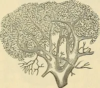 An illustration from Human science or phrenology. Its principles, proofs, faculties, organs, temperaments, combinations, conditions, teachings, philosophies, etc., etc. as applied to health. Its value, laws, functions, organs, means, preservation, restoration, etc. Mental philosophy, human and self improvement, civilization, home country, commerce rights, duties, ethics, etc. God, His existence, attributes, laws, worship, natural theology, etc. Immortality, its evidences, conditions, relations to time, rewards, punishments, sin, faith, prayer, etc. Intellect, memory, juvenile and self education, literature, mental discipline, the senses, sciences, arts, avocations, a perfect life, etc., etc (1880)