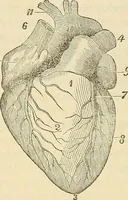 Picture 76 of 167 from Human science or phrenology. Its principles, proofs, faculties, organs, temperaments, combinations, conditions, teachings, philosophies, etc., etc. as applied to health. Its value, laws, functions, organs, means, preservation, restoration, etc. Mental philosophy, human and self improvement, civilization, home country, commerce rights, duties, ethics, etc. God, His existence, attributes, laws, worship, natural theology, etc. Immortality, its evidences, conditions, relations to time, rewards, punishments, sin, faith, prayer, etc. Intellect, memory, juvenile and self education, literature, mental discipline, the senses, sciences, arts, avocations, a perfect life, etc., etc (1880), leaf 539