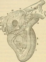 An illustration from Human science or phrenology. Its principles, proofs, faculties, organs, temperaments, combinations, conditions, teachings, philosophies, etc., etc. as applied to health. Its value, laws, functions, organs, means, preservation, restoration, etc. Mental philosophy, human and self improvement, civilization, home country, commerce rights, duties, ethics, etc. God, His existence, attributes, laws, worship, natural theology, etc. Immortality, its evidences, conditions, relations to time, rewards, punishments, sin, faith, prayer, etc. Intellect, memory, juvenile and self education, literature, mental discipline, the senses, sciences, arts, avocations, a perfect life, etc., etc (1880)