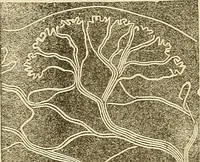 An illustration from Human science or phrenology. Its principles, proofs, faculties, organs, temperaments, combinations, conditions, teachings, philosophies, etc., etc. as applied to health. Its value, laws, functions, organs, means, preservation, restoration, etc. Mental philosophy, human and self improvement, civilization, home country, commerce rights, duties, ethics, etc. God, His existence, attributes, laws, worship, natural theology, etc. Immortality, its evidences, conditions, relations to time, rewards, punishments, sin, faith, prayer, etc. Intellect, memory, juvenile and self education, literature, mental discipline, the senses, sciences, arts, avocations, a perfect life, etc., etc (1880)