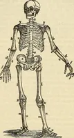 An illustration from Human science or phrenology. Its principles, proofs, faculties, organs, temperaments, combinations, conditions, teachings, philosophies, etc., etc. as applied to health. Its value, laws, functions, organs, means, preservation, restoration, etc. Mental philosophy, human and self improvement, civilization, home country, commerce rights, duties, ethics, etc. God, His existence, attributes, laws, worship, natural theology, etc. Immortality, its evidences, conditions, relations to time, rewards, punishments, sin, faith, prayer, etc. Intellect, memory, juvenile and self education, literature, mental discipline, the senses, sciences, arts, avocations, a perfect life, etc., etc (1880)