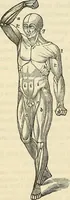 An illustration from Human science or phrenology. Its principles, proofs, faculties, organs, temperaments, combinations, conditions, teachings, philosophies, etc., etc. as applied to health. Its value, laws, functions, organs, means, preservation, restoration, etc. Mental philosophy, human and self improvement, civilization, home country, commerce rights, duties, ethics, etc. God, His existence, attributes, laws, worship, natural theology, etc. Immortality, its evidences, conditions, relations to time, rewards, punishments, sin, faith, prayer, etc. Intellect, memory, juvenile and self education, literature, mental discipline, the senses, sciences, arts, avocations, a perfect life, etc., etc (1880)