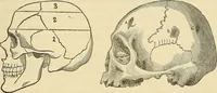An illustration from Human science or phrenology. Its principles, proofs, faculties, organs, temperaments, combinations, conditions, teachings, philosophies, etc., etc. as applied to health. Its value, laws, functions, organs, means, preservation, restoration, etc. Mental philosophy, human and self improvement, civilization, home country, commerce rights, duties, ethics, etc. God, His existence, attributes, laws, worship, natural theology, etc. Immortality, its evidences, conditions, relations to time, rewards, punishments, sin, faith, prayer, etc. Intellect, memory, juvenile and self education, literature, mental discipline, the senses, sciences, arts, avocations, a perfect life, etc., etc (1880)