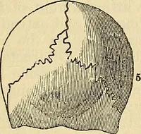 An illustration from Human science or phrenology. Its principles, proofs, faculties, organs, temperaments, combinations, conditions, teachings, philosophies, etc., etc. as applied to health. Its value, laws, functions, organs, means, preservation, restoration, etc. Mental philosophy, human and self improvement, civilization, home country, commerce rights, duties, ethics, etc. God, His existence, attributes, laws, worship, natural theology, etc. Immortality, its evidences, conditions, relations to time, rewards, punishments, sin, faith, prayer, etc. Intellect, memory, juvenile and self education, literature, mental discipline, the senses, sciences, arts, avocations, a perfect life, etc., etc (1880)