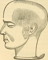An illustration from Human science or phrenology. Its principles, proofs, faculties, organs, temperaments, combinations, conditions, teachings, philosophies, etc., etc. as applied to health. Its value, laws, functions, organs, means, preservation, restoration, etc. Mental philosophy, human and self improvement, civilization, home country, commerce rights, duties, ethics, etc. God, His existence, attributes, laws, worship, natural theology, etc. Immortality, its evidences, conditions, relations to time, rewards, punishments, sin, faith, prayer, etc. Intellect, memory, juvenile and self education, literature, mental discipline, the senses, sciences, arts, avocations, a perfect life, etc., etc (1880)
