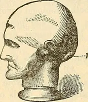 An illustration from Human science or phrenology. Its principles, proofs, faculties, organs, temperaments, combinations, conditions, teachings, philosophies, etc., etc. as applied to health. Its value, laws, functions, organs, means, preservation, restoration, etc. Mental philosophy, human and self improvement, civilization, home country, commerce rights, duties, ethics, etc. God, His existence, attributes, laws, worship, natural theology, etc. Immortality, its evidences, conditions, relations to time, rewards, punishments, sin, faith, prayer, etc. Intellect, memory, juvenile and self education, literature, mental discipline, the senses, sciences, arts, avocations, a perfect life, etc., etc (1880)