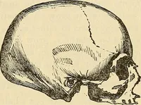 An illustration from Human science or phrenology. Its principles, proofs, faculties, organs, temperaments, combinations, conditions, teachings, philosophies, etc., etc. as applied to health. Its value, laws, functions, organs, means, preservation, restoration, etc. Mental philosophy, human and self improvement, civilization, home country, commerce rights, duties, ethics, etc. God, His existence, attributes, laws, worship, natural theology, etc. Immortality, its evidences, conditions, relations to time, rewards, punishments, sin, faith, prayer, etc. Intellect, memory, juvenile and self education, literature, mental discipline, the senses, sciences, arts, avocations, a perfect life, etc., etc (1880)