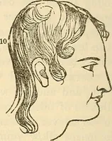 An illustration from Human science or phrenology. Its principles, proofs, faculties, organs, temperaments, combinations, conditions, teachings, philosophies, etc., etc. as applied to health. Its value, laws, functions, organs, means, preservation, restoration, etc. Mental philosophy, human and self improvement, civilization, home country, commerce rights, duties, ethics, etc. God, His existence, attributes, laws, worship, natural theology, etc. Immortality, its evidences, conditions, relations to time, rewards, punishments, sin, faith, prayer, etc. Intellect, memory, juvenile and self education, literature, mental discipline, the senses, sciences, arts, avocations, a perfect life, etc., etc (1880)