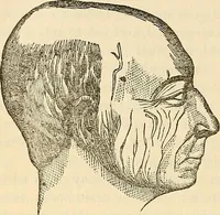 An illustration from Human science or phrenology. Its principles, proofs, faculties, organs, temperaments, combinations, conditions, teachings, philosophies, etc., etc. as applied to health. Its value, laws, functions, organs, means, preservation, restoration, etc. Mental philosophy, human and self improvement, civilization, home country, commerce rights, duties, ethics, etc. God, His existence, attributes, laws, worship, natural theology, etc. Immortality, its evidences, conditions, relations to time, rewards, punishments, sin, faith, prayer, etc. Intellect, memory, juvenile and self education, literature, mental discipline, the senses, sciences, arts, avocations, a perfect life, etc., etc (1880)