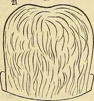 An illustration from Human science or phrenology. Its principles, proofs, faculties, organs, temperaments, combinations, conditions, teachings, philosophies, etc., etc. as applied to health. Its value, laws, functions, organs, means, preservation, restoration, etc. Mental philosophy, human and self improvement, civilization, home country, commerce rights, duties, ethics, etc. God, His existence, attributes, laws, worship, natural theology, etc. Immortality, its evidences, conditions, relations to time, rewards, punishments, sin, faith, prayer, etc. Intellect, memory, juvenile and self education, literature, mental discipline, the senses, sciences, arts, avocations, a perfect life, etc., etc (1880)