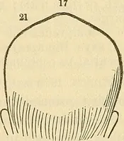 An illustration from Human science or phrenology. Its principles, proofs, faculties, organs, temperaments, combinations, conditions, teachings, philosophies, etc., etc. as applied to health. Its value, laws, functions, organs, means, preservation, restoration, etc. Mental philosophy, human and self improvement, civilization, home country, commerce rights, duties, ethics, etc. God, His existence, attributes, laws, worship, natural theology, etc. Immortality, its evidences, conditions, relations to time, rewards, punishments, sin, faith, prayer, etc. Intellect, memory, juvenile and self education, literature, mental discipline, the senses, sciences, arts, avocations, a perfect life, etc., etc (1880)