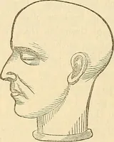 An illustration from Human science or phrenology. Its principles, proofs, faculties, organs, temperaments, combinations, conditions, teachings, philosophies, etc., etc. as applied to health. Its value, laws, functions, organs, means, preservation, restoration, etc. Mental philosophy, human and self improvement, civilization, home country, commerce rights, duties, ethics, etc. God, His existence, attributes, laws, worship, natural theology, etc. Immortality, its evidences, conditions, relations to time, rewards, punishments, sin, faith, prayer, etc. Intellect, memory, juvenile and self education, literature, mental discipline, the senses, sciences, arts, avocations, a perfect life, etc., etc (1880)