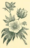 An illustration from Humidity in cotton spinning : a paper (1894)