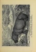 An illustration from Hunting big game in the wilds of Africa : containing thrilling adventures of the famous Roosevelt expedition ... the whole comprising a vast treasury of all that is marvelous and wonderful in darkest Africa (1909)