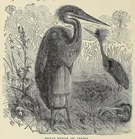 Picture 15 of 18 from Hunting big game in the wilds of Africa : containing thrilling adventures of the famous Roosevelt expedition ... the whole comprising a vast treasury of all that is marvelous and wonderful in darkest Africa (1909), leaf 316