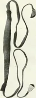 An illustration from Hunting charms of the Montagnais and the Mistassini (1921)