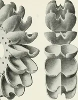 An illustration from Hydraulic engineering; a practical treatise on the principles of water pressure and flow and their application to the development of water power, including the calculation, design and construction of water wheels, turbines, and other details of hydraulic power plants (1909)