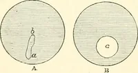An illustration from Hydrostatics and elementary hydrokinetics (1892)
