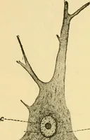 An illustration from The hygiene of mind (1907)