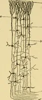 An illustration from The hygiene of mind (1907)