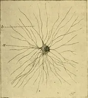 Picture 5 of 8 from The hygiene of mind (1907), leaf 53