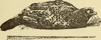 An illustration from Hypnotism and hypnotic suggestion; a scientific treatise on the uses and possibilities of hypnotism, suggestion and allied phenomena (1900)