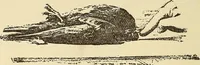 An illustration from Hypnotism and hypnotic suggestion; a scientific treatise on the uses and possibilities of hypnotism, suggestion and allied phenomena (1900)