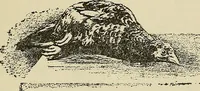 An illustration from Hypnotism and hypnotic suggestion. A scientific treatise on the uses and possibilities of hypnotism, suggestion and allied phenomena (1900)