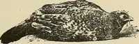 An illustration from Hypnotism and hypnotic suggestion. A scientific treatise on the uses and possibilities of hypnotism, suggestion and allied phenomena (1900)