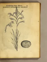 Picture 12 of 31 from Iac. Cornuti doctoris medici Parisiensis Canadensium plantarum, aliarúmque nondum editarum historia. : Cui adiectum est ad calcem enchiridion botanicum Parisiense, continens indicem plantarum, quæ in pagis, siluis, pratis, & montosis iuxta Parisios locis nascuntur (1635), leaf 101
