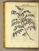 An illustration from Iac. Cornuti doctoris medici Parisiensis Canadensium plantarum, aliarúmque nondum editarum historia. : Cui adiectum est ad calcem enchiridion botanicum Parisiense, continens indicem plantarum, quæ in pagis, siluis, pratis, & montosis iuxta Parisios locis nascuntur (1635)