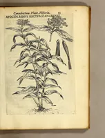 Picture 14 of 31 from Iac. Cornuti doctoris medici Parisiensis Canadensium plantarum, aliarúmque nondum editarum historia. : Cui adiectum est ad calcem enchiridion botanicum Parisiense, continens indicem plantarum, quæ in pagis, siluis, pratis, & montosis iuxta Parisios locis nascuntur (1635), leaf 115