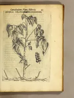 Picture 15 of 31 from Iac. Cornuti doctoris medici Parisiensis Canadensium plantarum, aliarúmque nondum editarum historia. : Cui adiectum est ad calcem enchiridion botanicum Parisiense, continens indicem plantarum, quæ in pagis, siluis, pratis, & montosis iuxta Parisios locis nascuntur (1635), leaf 119