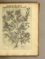 Picture 16 of 31 from Iac. Cornuti doctoris medici Parisiensis Canadensium plantarum, aliarúmque nondum editarum historia. : Cui adiectum est ad calcem enchiridion botanicum Parisiense, continens indicem plantarum, quæ in pagis, siluis, pratis, & montosis iuxta Parisios locis nascuntur (1635), leaf 153