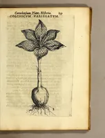 An illustration from Iac. Cornuti doctoris medici Parisiensis Canadensium plantarum, aliarúmque nondum editarum historia. : Cui adiectum est ad calcem enchiridion botanicum Parisiense, continens indicem plantarum, quæ in pagis, siluis, pratis, & montosis iuxta Parisios locis nascuntur (1635)