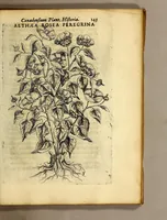 An illustration from Iac. Cornuti doctoris medici Parisiensis Canadensium plantarum, aliarúmque nondum editarum historia. : Cui adiectum est ad calcem enchiridion botanicum Parisiense, continens indicem plantarum, quæ in pagis, siluis, pratis, & montosis iuxta Parisios locis nascuntur (1635)