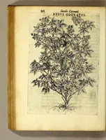 Picture 19 of 31 from Iac. Cornuti doctoris medici Parisiensis Canadensium plantarum, aliarúmque nondum editarum historia. : Cui adiectum est ad calcem enchiridion botanicum Parisiense, continens indicem plantarum, quæ in pagis, siluis, pratis, & montosis iuxta Parisios locis nascuntur (1635), leaf 172