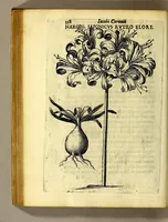 Picture 20 of 31 from Iac. Cornuti doctoris medici Parisiensis Canadensium plantarum, aliarúmque nondum editarum historia. : Cui adiectum est ad calcem enchiridion botanicum Parisiense, continens indicem plantarum, quæ in pagis, siluis, pratis, & montosis iuxta Parisios locis nascuntur (1635), leaf 180