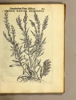 Picture 21 of 31 from Iac. Cornuti doctoris medici Parisiensis Canadensium plantarum, aliarúmque nondum editarum historia. : Cui adiectum est ad calcem enchiridion botanicum Parisiense, continens indicem plantarum, quæ in pagis, siluis, pratis, & montosis iuxta Parisios locis nascuntur (1635), leaf 191