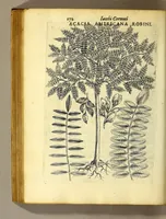 Picture 22 of 31 from Iac. Cornuti doctoris medici Parisiensis Canadensium plantarum, aliarúmque nondum editarum historia. : Cui adiectum est ad calcem enchiridion botanicum Parisiense, continens indicem plantarum, quæ in pagis, siluis, pratis, & montosis iuxta Parisios locis nascuntur (1635), leaf 194