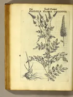 Picture 23 of 31 from Iac. Cornuti doctoris medici Parisiensis Canadensium plantarum, aliarúmque nondum editarum historia. : Cui adiectum est ad calcem enchiridion botanicum Parisiense, continens indicem plantarum, quæ in pagis, siluis, pratis, & montosis iuxta Parisios locis nascuntur (1635), leaf 196
