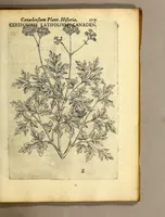 Picture 24 of 31 from Iac. Cornuti doctoris medici Parisiensis Canadensium plantarum, aliarúmque nondum editarum historia. : Cui adiectum est ad calcem enchiridion botanicum Parisiense, continens indicem plantarum, quæ in pagis, siluis, pratis, & montosis iuxta Parisios locis nascuntur (1635), leaf 199