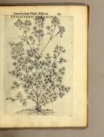 Picture 25 of 31 from Iac. Cornuti doctoris medici Parisiensis Canadensium plantarum, aliarúmque nondum editarum historia. : Cui adiectum est ad calcem enchiridion botanicum Parisiense, continens indicem plantarum, quæ in pagis, siluis, pratis, & montosis iuxta Parisios locis nascuntur (1635), leaf 209