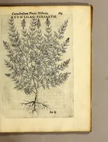 An illustration from Iac. Cornuti doctoris medici Parisiensis Canadensium plantarum, aliarúmque nondum editarum historia. : Cui adiectum est ad calcem enchiridion botanicum Parisiense, continens indicem plantarum, quæ in pagis, siluis, pratis, & montosis iuxta Parisios locis nascuntur (1635)