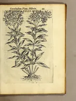 An illustration from Iac. Cornuti doctoris medici Parisiensis Canadensium plantarum, aliarúmque nondum editarum historia. : Cui adiectum est ad calcem enchiridion botanicum Parisiense, continens indicem plantarum, quæ in pagis, siluis, pratis, & montosis iuxta Parisios locis nascuntur (1635)