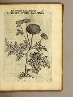 Picture 28 of 31 from Iac. Cornuti doctoris medici Parisiensis Canadensium plantarum, aliarúmque nondum editarum historia. : Cui adiectum est ad calcem enchiridion botanicum Parisiense, continens indicem plantarum, quæ in pagis, siluis, pratis, & montosis iuxta Parisios locis nascuntur (1635), leaf 219