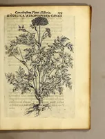 Picture 29 of 31 from Iac. Cornuti doctoris medici Parisiensis Canadensium plantarum, aliarúmque nondum editarum historia. : Cui adiectum est ad calcem enchiridion botanicum Parisiense, continens indicem plantarum, quæ in pagis, siluis, pratis, & montosis iuxta Parisios locis nascuntur (1635), leaf 221