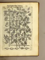 Picture 30 of 31 from Iac. Cornuti doctoris medici Parisiensis Canadensium plantarum, aliarúmque nondum editarum historia. : Cui adiectum est ad calcem enchiridion botanicum Parisiense, continens indicem plantarum, quæ in pagis, siluis, pratis, & montosis iuxta Parisios locis nascuntur (1635), leaf 223