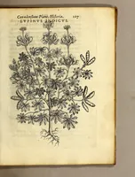 An illustration from Iac. Cornuti doctoris medici Parisiensis Canadensium plantarum, aliarúmque nondum editarum historia. : Cui adiectum est ad calcem enchiridion botanicum Parisiense, continens indicem plantarum, quæ in pagis, siluis, pratis, & montosis iuxta Parisios locis nascuntur (1635)